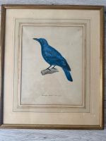 Gravure d'oiseau rare Drongo azuré, encadrée, vintage!