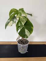 🌱Monstera deliciosa Variegata🌱 Nr. 4
