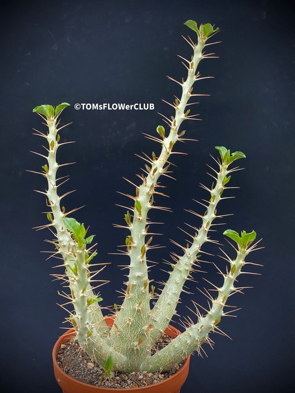 Piante & sementi: Pachypodium Saundersii 45x25cm – Nuovo e nell'imballaggio originale da Adliswil venduto da MarkyForest 5