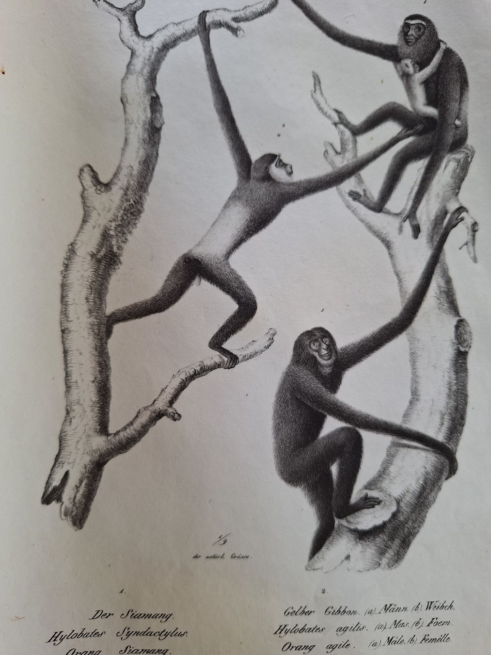 Incisioni: SINGES  2 gravures – Usato da Bevaix venduto da bohrap 1