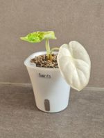 🌿 Alocasia Dragon Scale Variegata Jungpflanze🌿