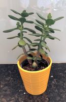 Blumentopf