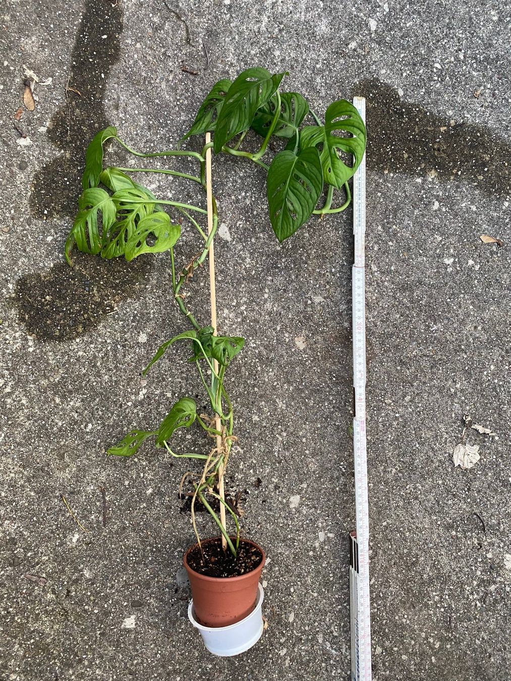 philodendron tricolor 4" Philodendron White Princess Tricolor  Uncommon Canopy