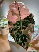 Alocasia Chantrieri Pink Rhizom