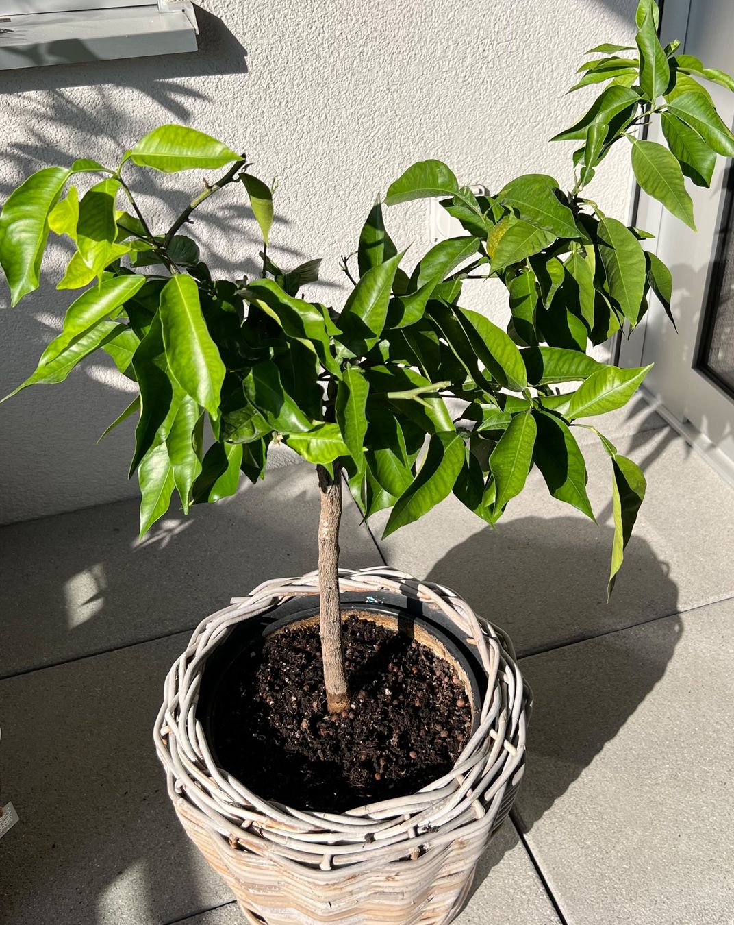 Piante & sementi: 🍊Orangenbaum ~85cm – Usato da Glattpark(Opfikon) venduto da ste_n99y