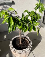 🍊Orangenbaum ~85cm