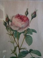 Bild Stich Litho? Blumen Bild Rosen - Rosa muscosa multiplex