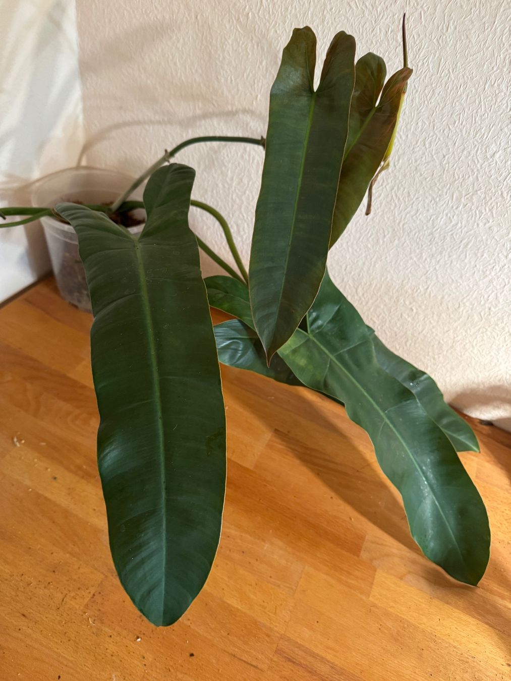 Pflanzen & Samen: XXL Philodendron Atabapoense Steckling – Gebraucht aus Männedorf von mrclst 1