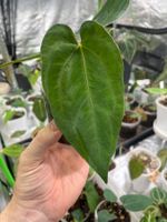 Anthurium Papillilaminum Blue x A+/RLFS