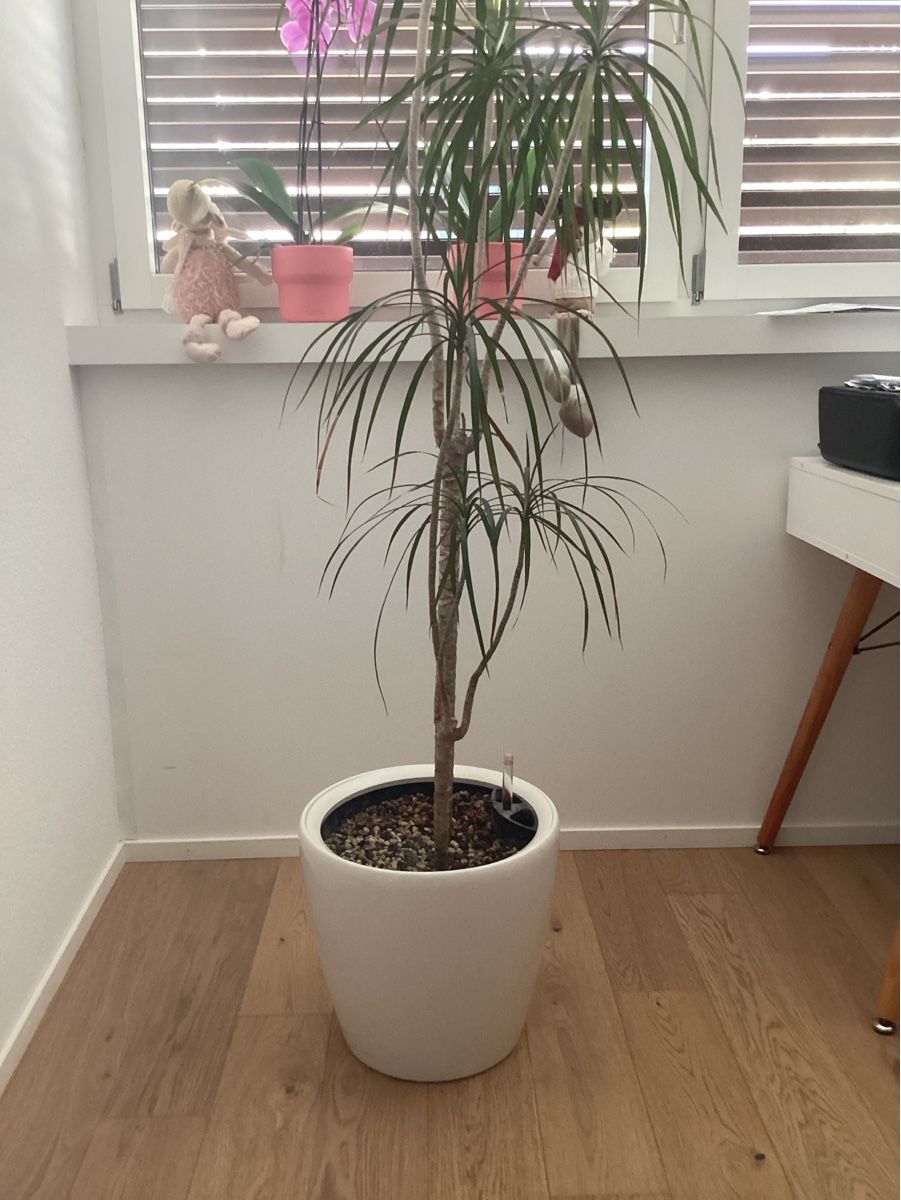 Pots de fleurs: Pfanztopf Hydrokulturen – D'occasion à Baden par Areekarl 2