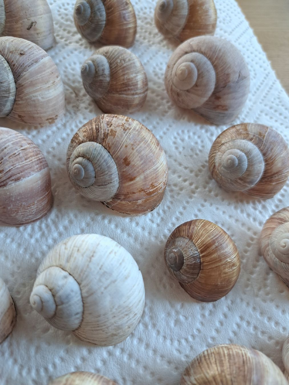 Alle Dekorationen: 50 echte Weinbergschneckenhäuser – Neu (gemäss Beschreibung) aus Ebnat-Kappel von Zurk 3