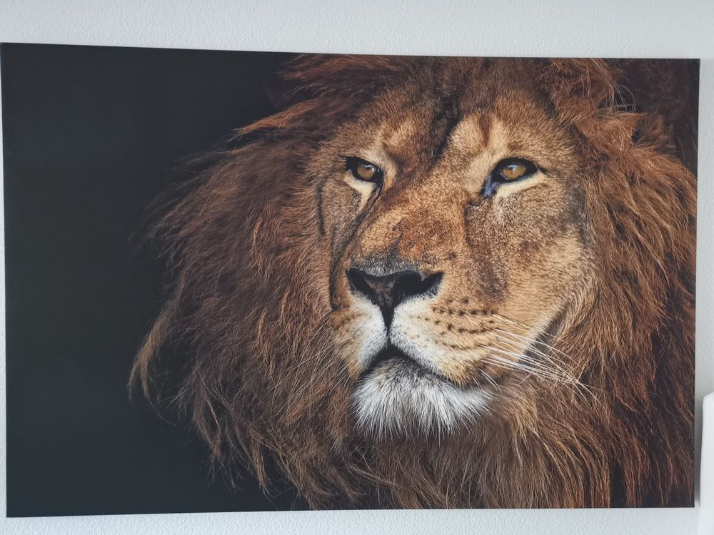 Löwenbild auf auf Ricardo Leinwand Kaufen 