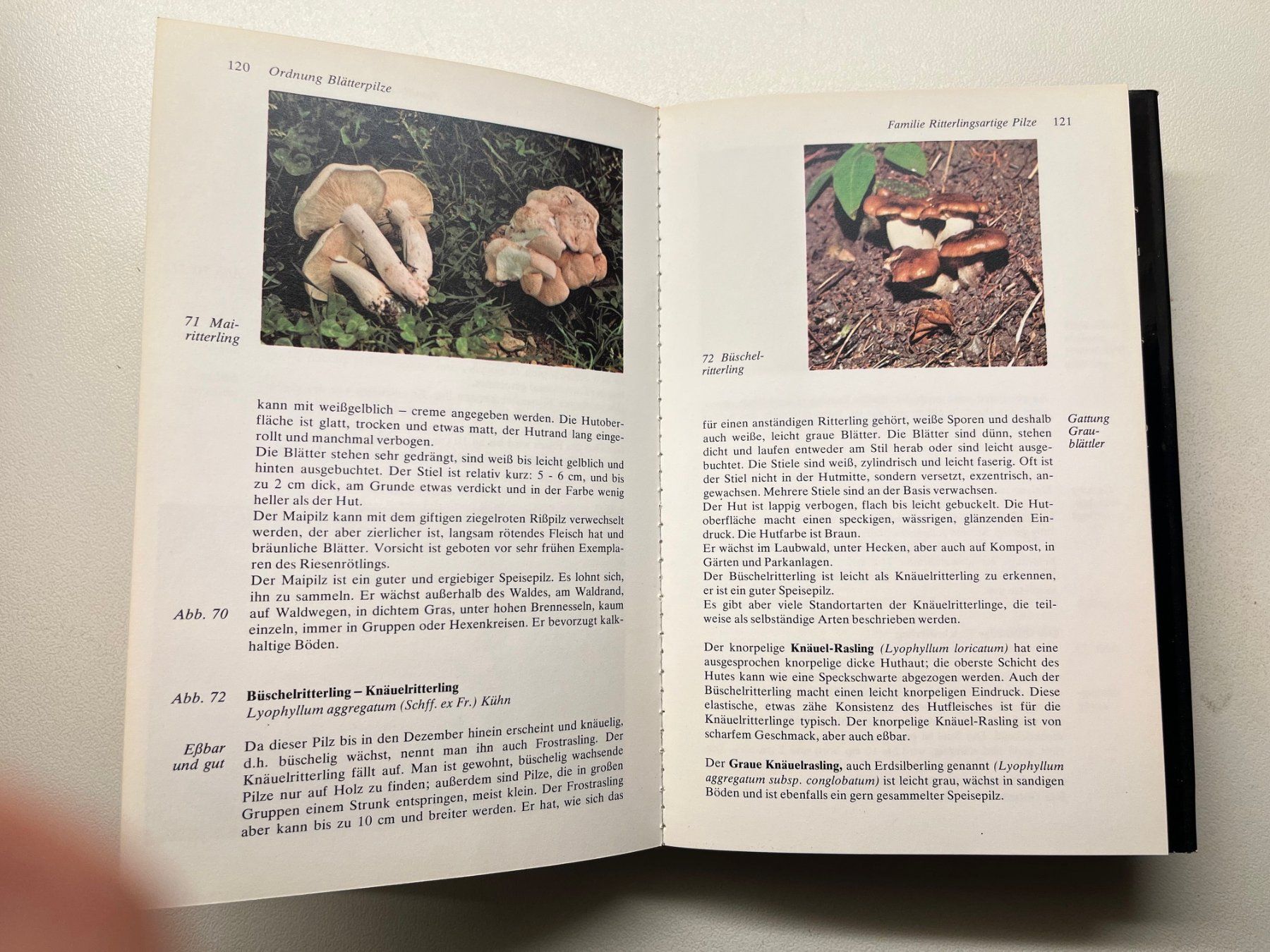 Libri: Gerhard Thamerus Keysers Pilzberater – Usato da Laufen venduto da Nuria44 7