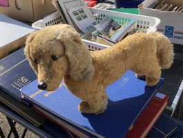 Niedliches Hündchen Hundeli Hund