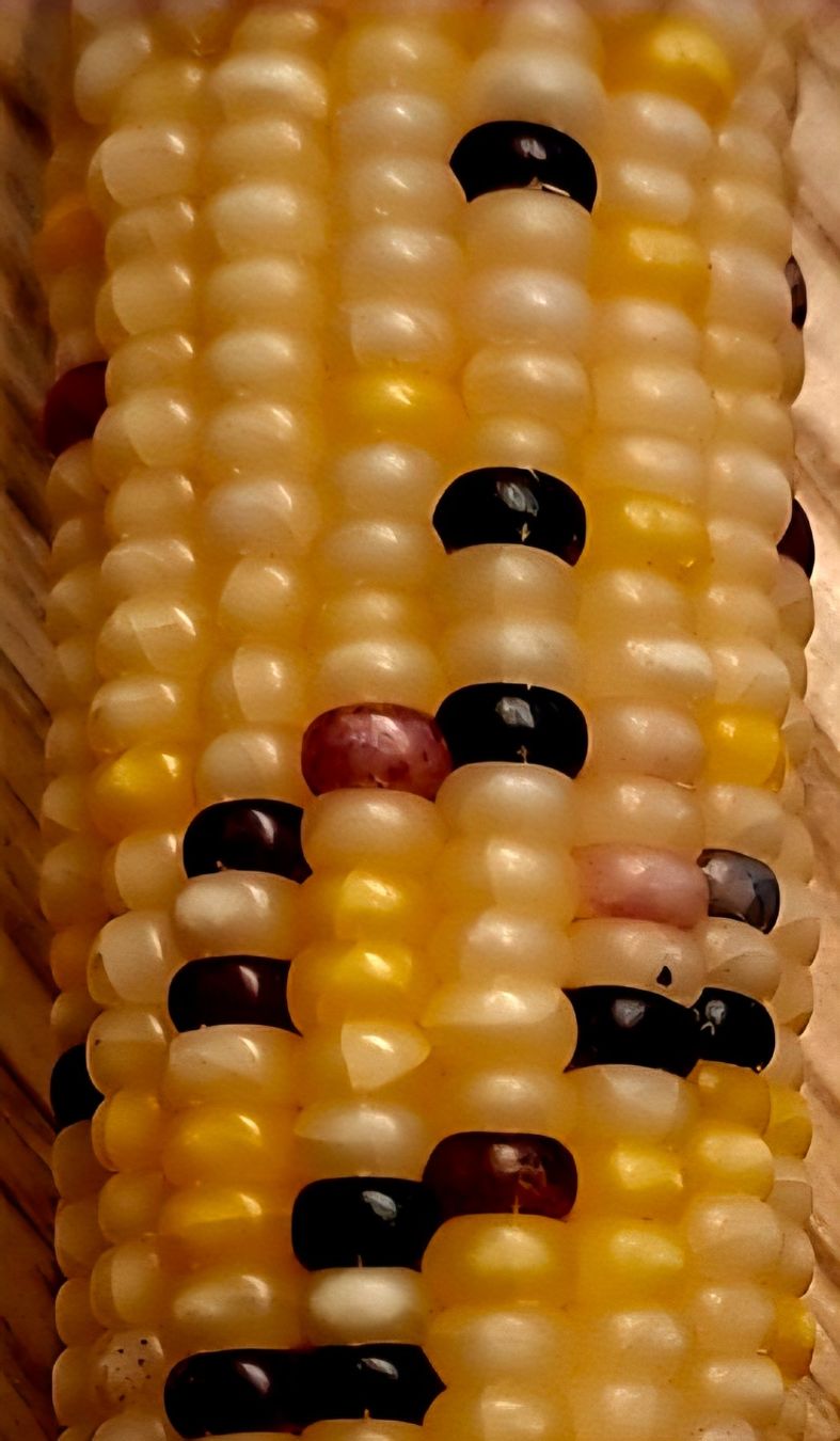 Piante & sementi: 5 Samen rare "Glass Gem Corn" ist ein feuersteinmais – Nuovo e nell'imballaggio originale da Rovio venduto da POSITIFFARTandPLANTS