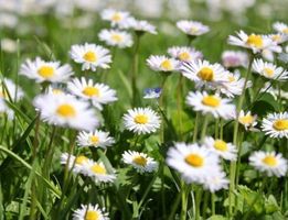 Ab 12.- fr 50 SAMEN Wildes Gänseblümchen‪