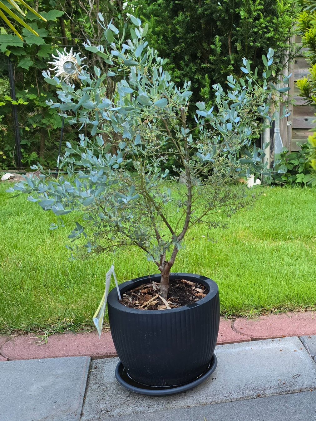 Piante & sementi: Eucalyptus gunnii 'France Bleu – Usato da Aarburg venduto da popkorn65