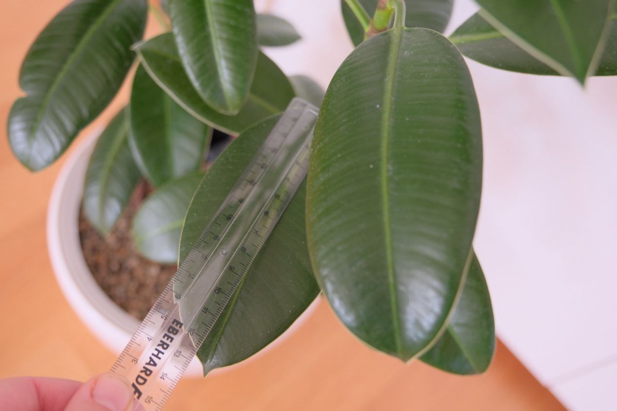 Piante & sementi: Ficus Elastica Variegata + Lechuza Topf – Nuovo (secondo la descrizione) da Birmensdorf ZH venduto da Valerushe 2