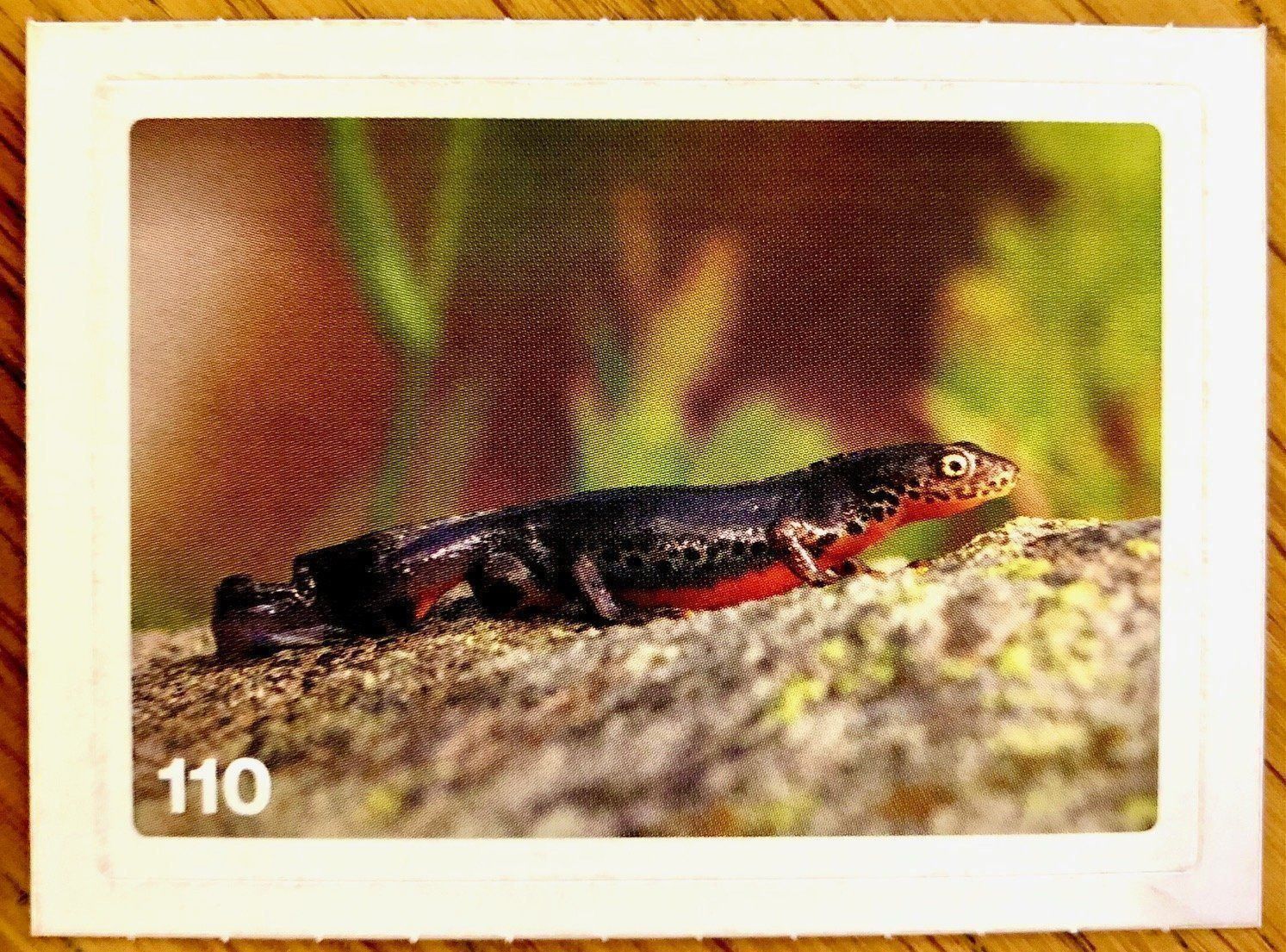 Migros Carte collezionabili: Migros Nature Detectives - Bild Nr. 110 – Nuovo (secondo la descrizione) da Oberrieden venduto da Zimmerberg10
