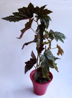 BEGONIA*Aconitifolia*