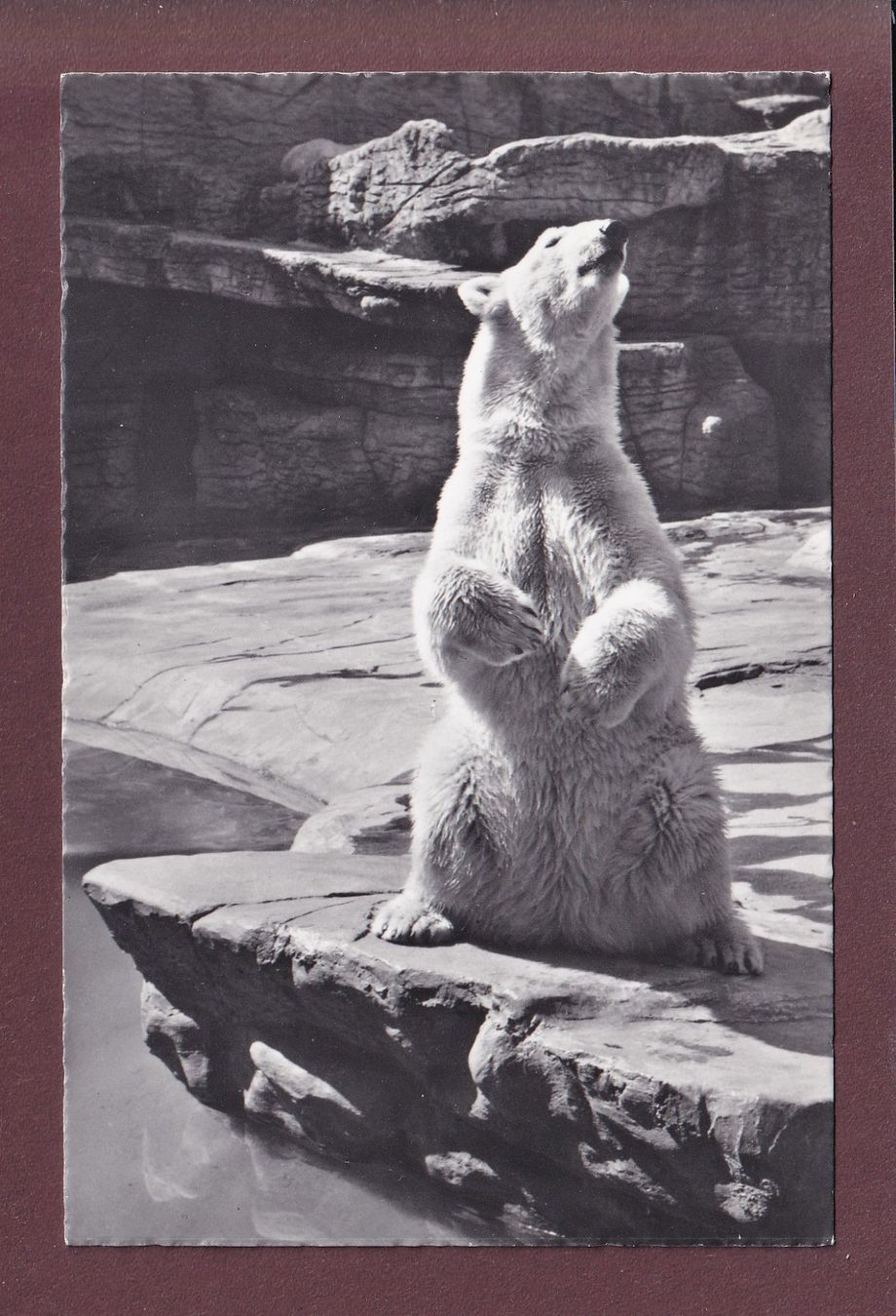 Cartes postales: BASEL - Zoologischer Garten - Eisbär – D'occasion à Pully par nicecards