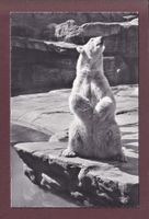 BASEL - Zoologischer Garten - Eisbär