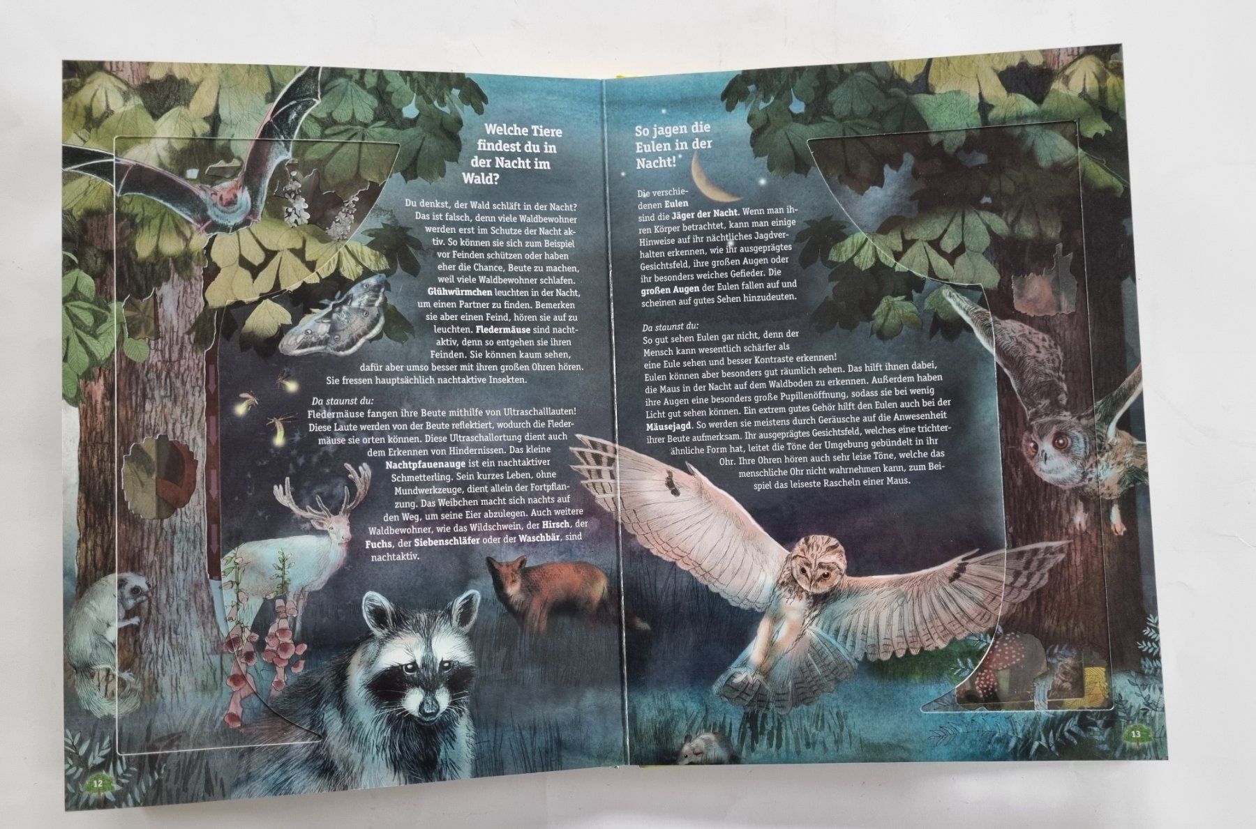 Libri: Wunderschönes, Wissen mit Durchblick: Das Leben im Wald – Usato da Opfikon venduto da Diversamente 5