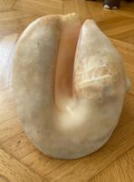 Muschel Muscheln Meeresschnecken Muschlhorn Muschelschalen