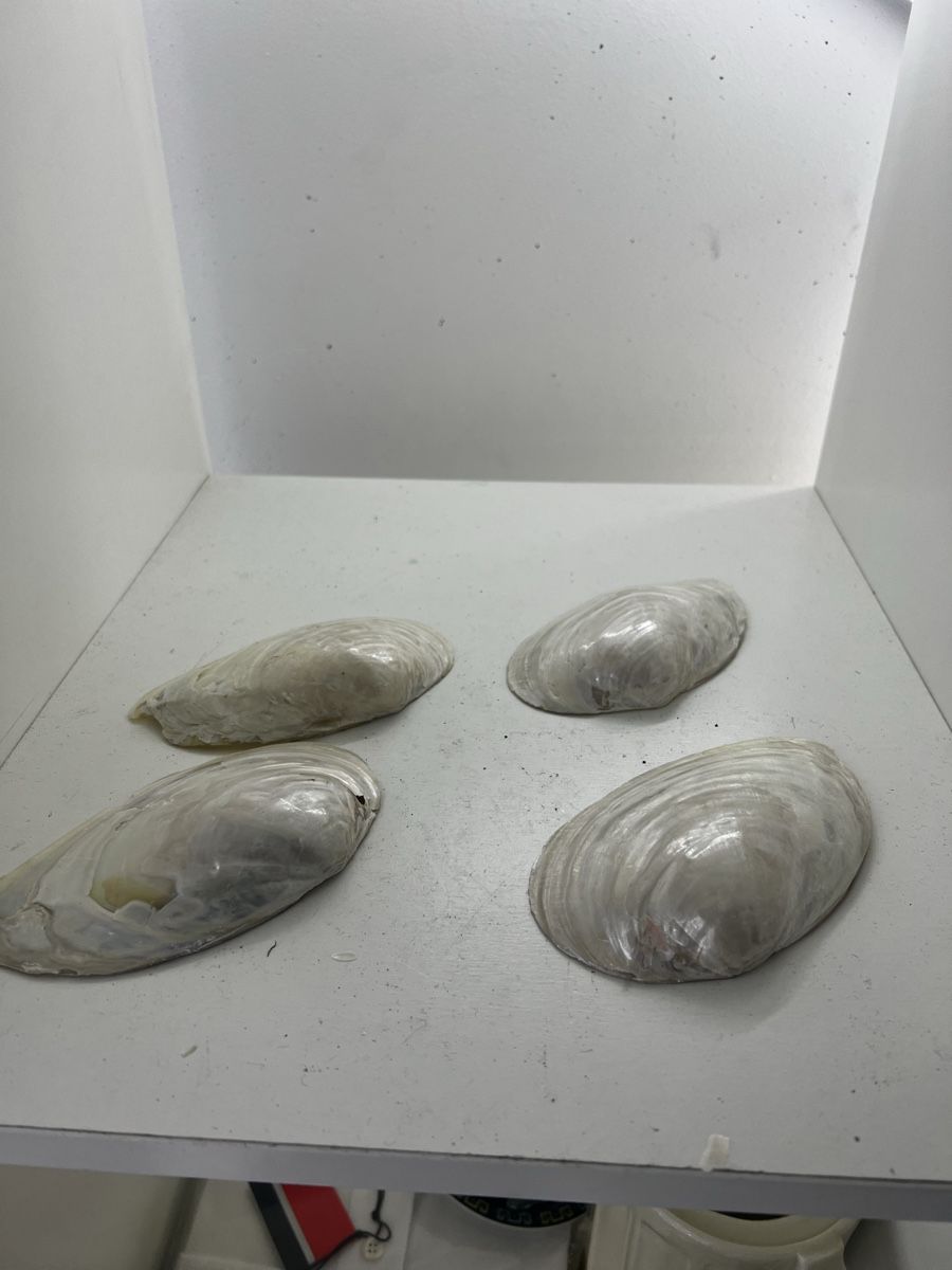 Fossili: 4 riesige Muscheln Perlmut – Usato da Wettingen venduto da NickInc
