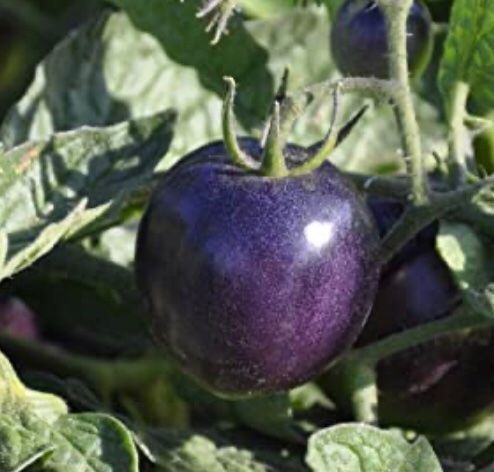 Pflanzen & Samen: 10 SAMEN Tomaten Précoce BIO BOSQUE BLUE – Neu und originalverpackt aus Rovio von POSITIFFARTandPLANTS 2