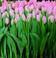 TULIPA PARADERO: 10 Zwiebeln + Infos wie keimen & Infos