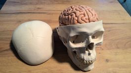 Menschliches Anatomie-Schädelmodell mit Gehirn Kopf Hirn