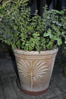 Gross-Tontopf mit Palmenmotiv mit Akelei + Zitronenmelisse