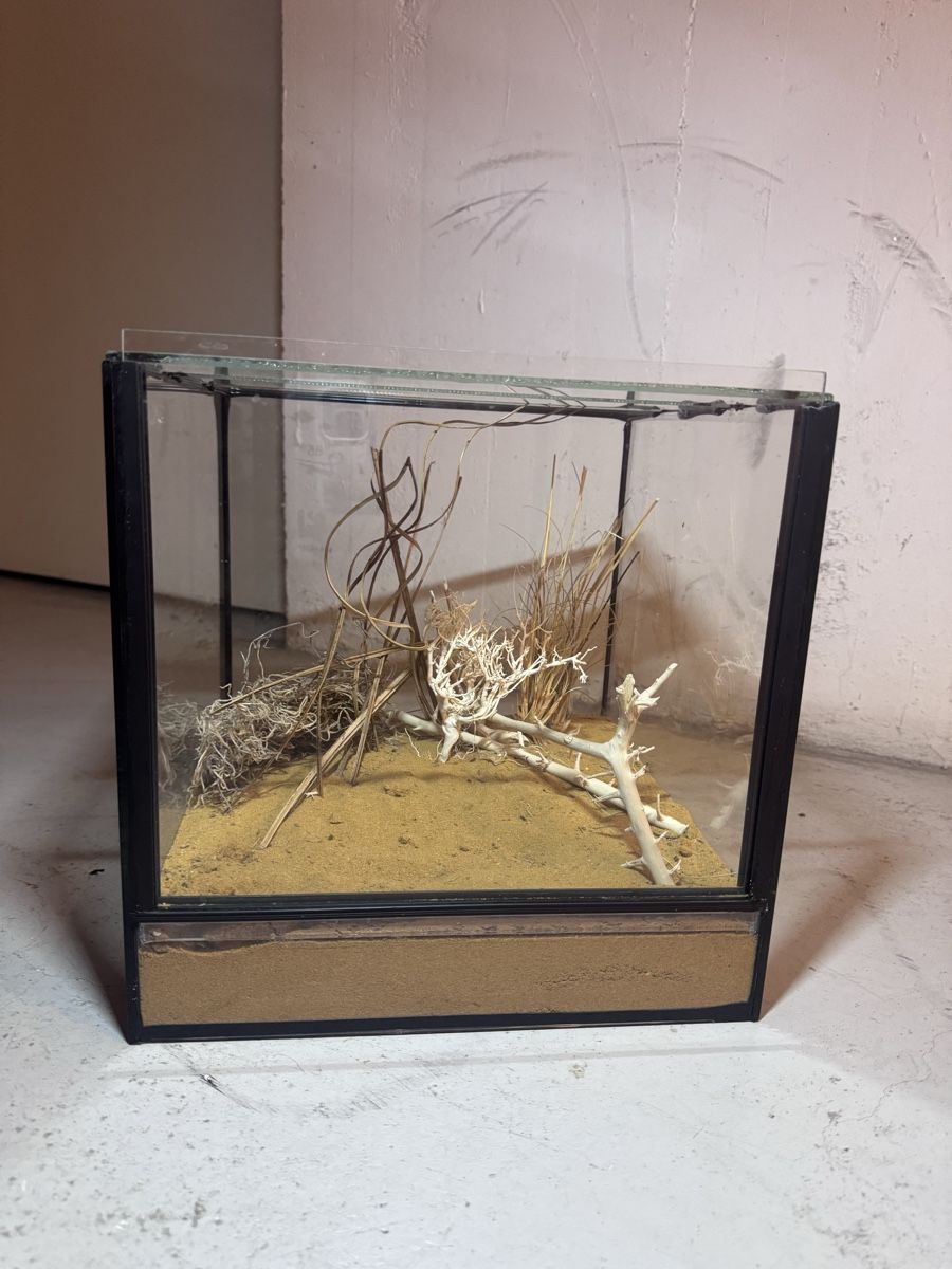 Terrario: Terrarium – Usato da Langnau am Albis venduto da ale_sc2y