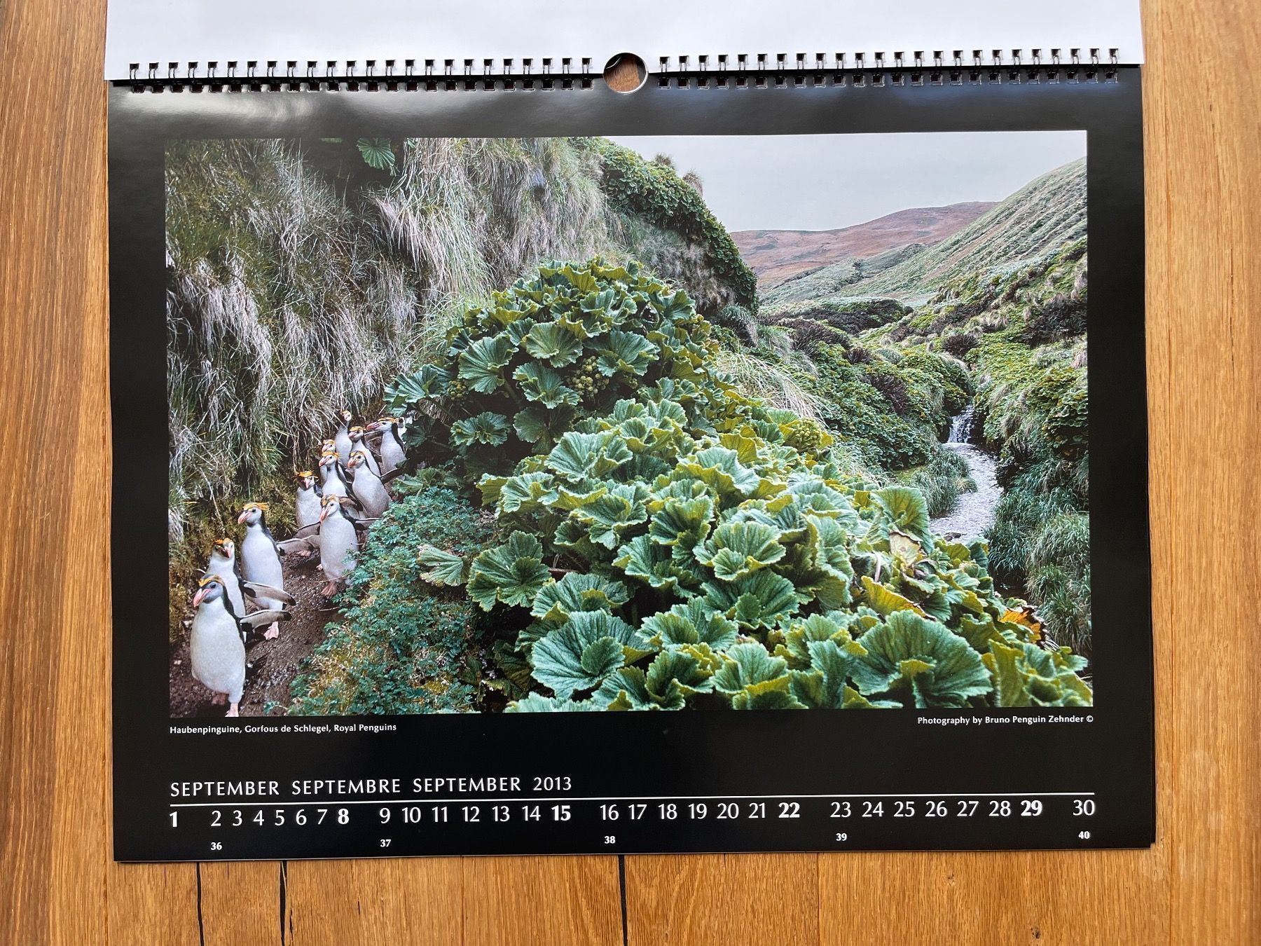 Kalender: Pinguin-Kalender (Bruno Zehnder) – Neu und originalverpackt aus Volketswil von doughboy 9