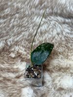 Hoya flagellata silver