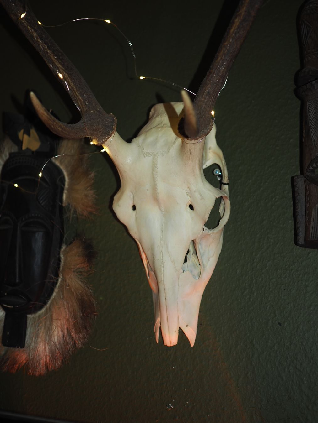 Monde des animaux: Hirschtrophäe – D'occasion à Luzern par MweziMystique 6