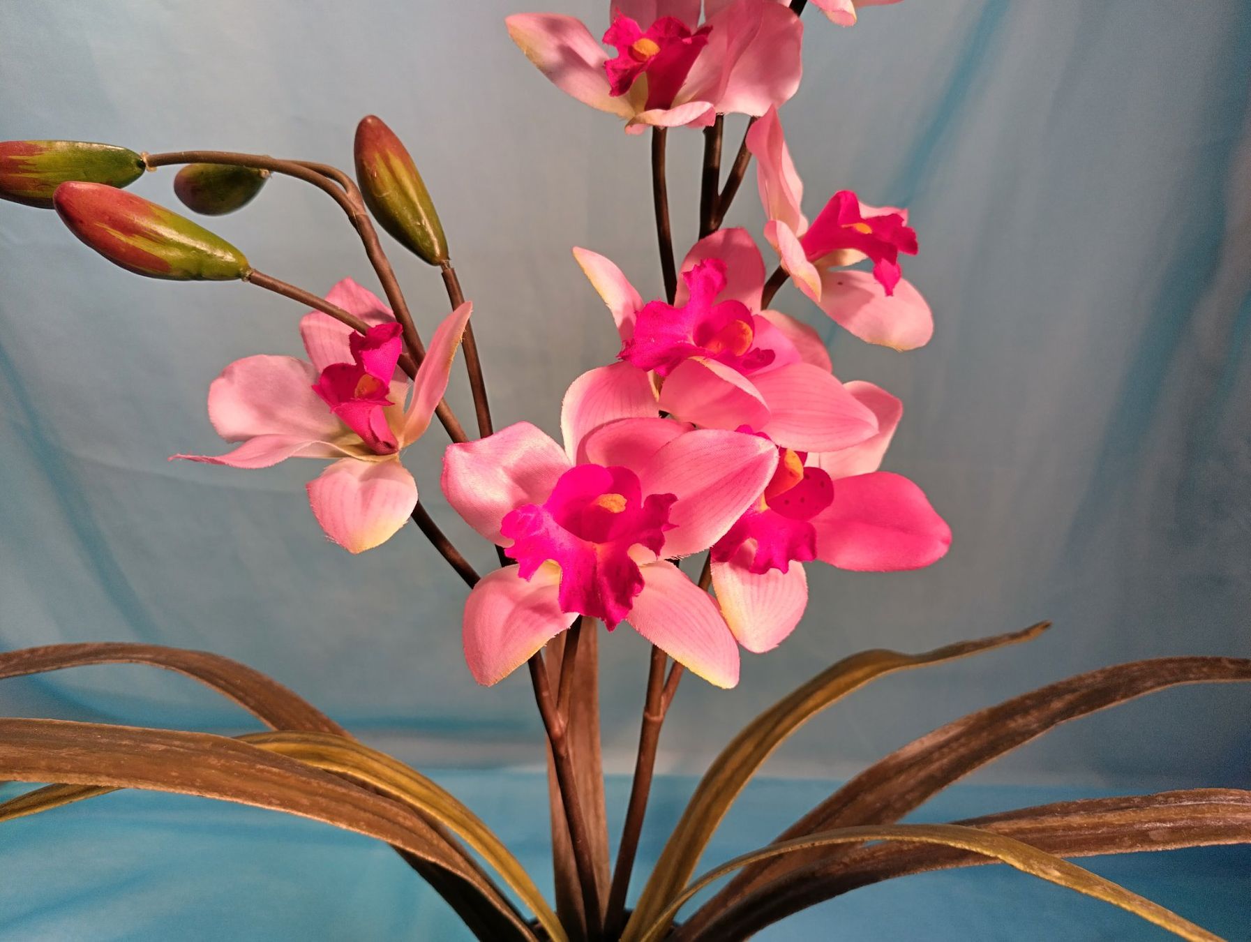 Piante & sementi: Phalaenopsis mit spitzen Blättern, rosa und rot, 50cm – Usato da Bellach venduto da JingleCherry 4