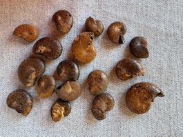 Ammoniten LOT aus Marokko. unbehandelt interessant  Sammlung