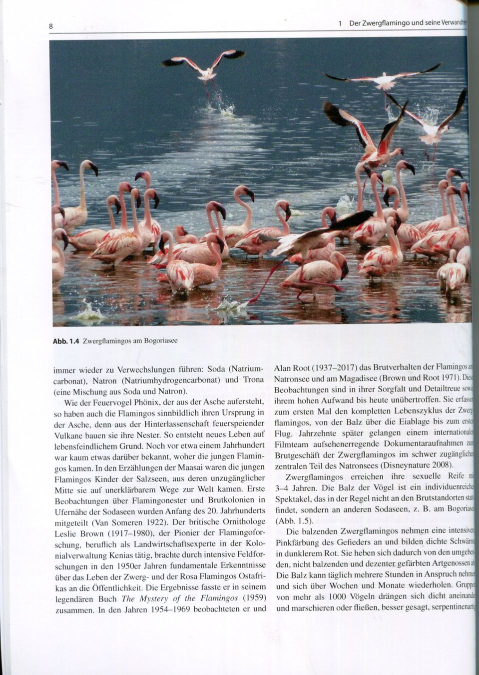 Libri: Flamingos, Zwergflamingos – Usato da Aarau venduto da Elmaar41 4