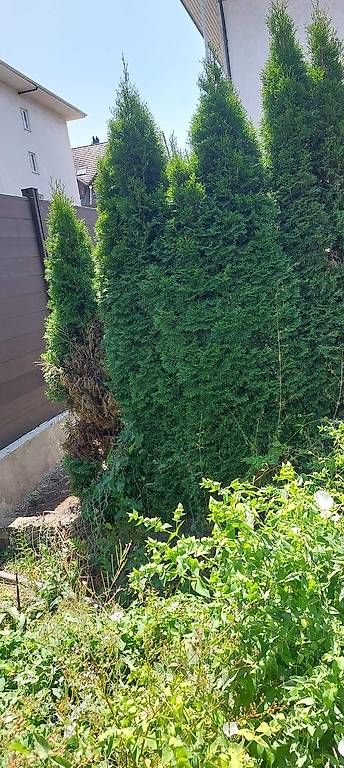 Piante & sementi: 6 Lebensbäume Thuja – Usato da Niederscherli venduto da Benta0 2
