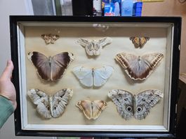 Schmetterling / Motten im Rahmen 9 Exemplare montiert 