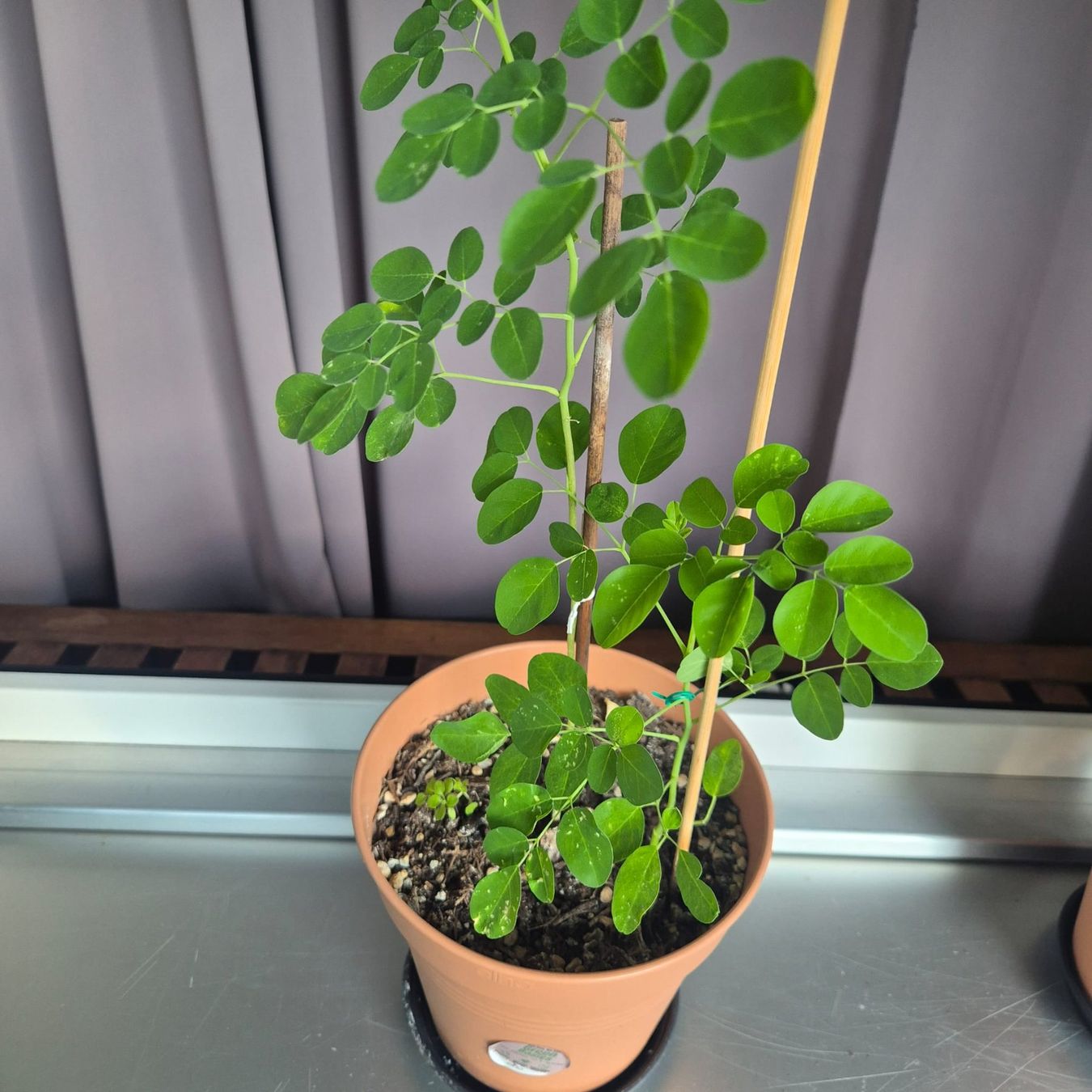 Plantes & graines: Moringa oleifera Jungbäume - Schweiz – Neuf avec emballage d'origine à Luzern par ivo_schild