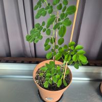 Moringa oleifera Jungbäume - Schweiz