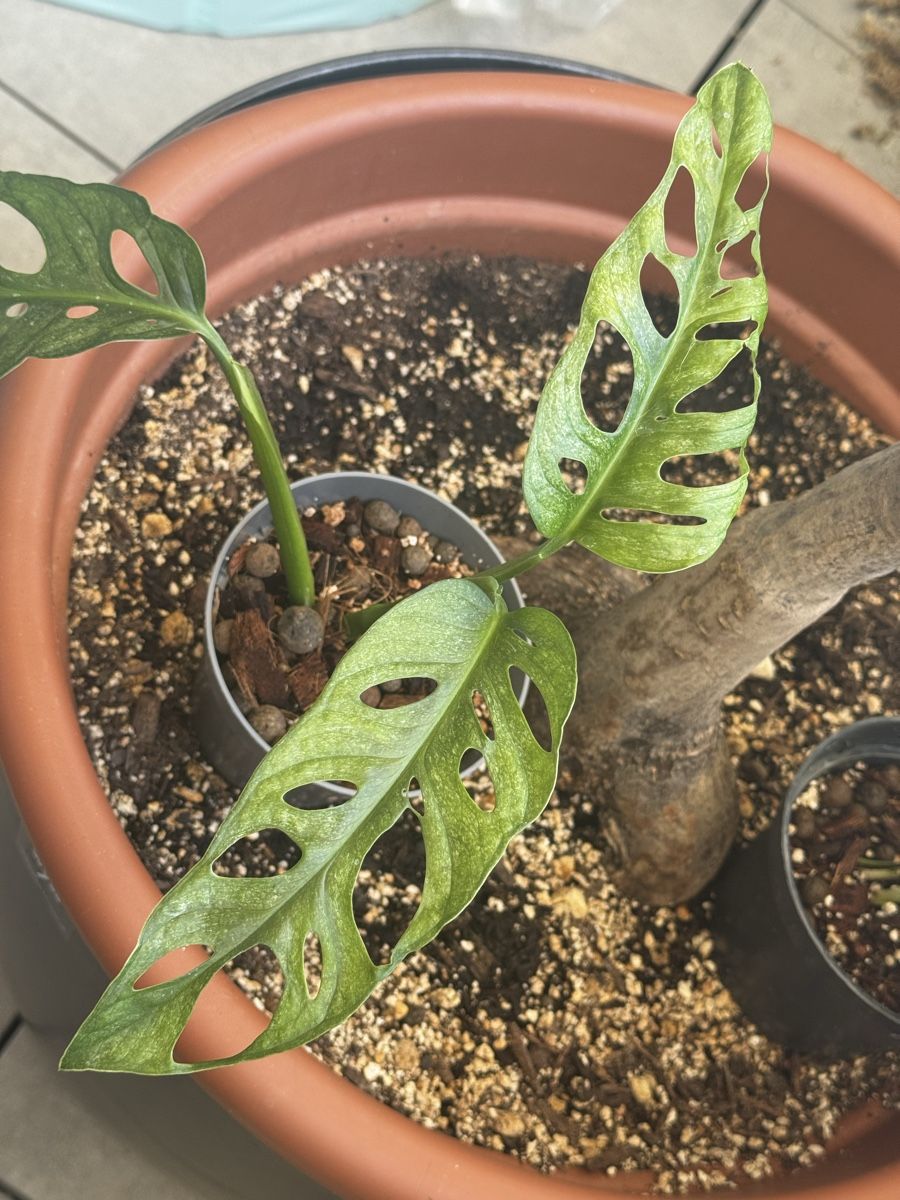 Pflanzen & Samen: Monstera adansonii mint – Gebraucht aus Bachenbülach von csp_6rns 1