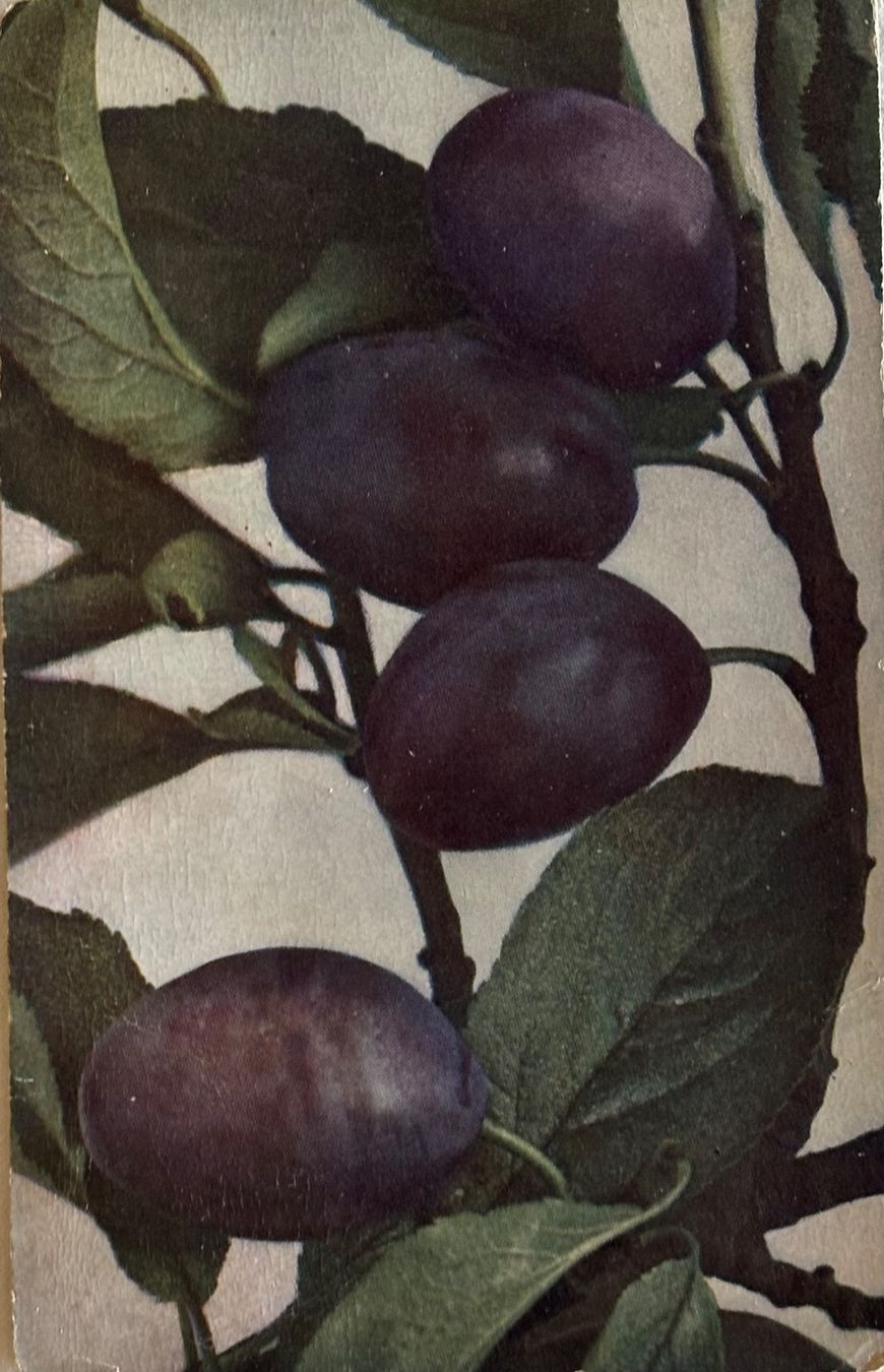 Cartes postales: Botanik, Obst, Zwetschgen – D'occasion à Frauenfeld par Merk52