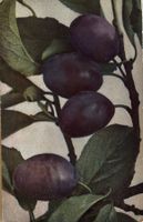Botanik, Obst, Zwetschgen