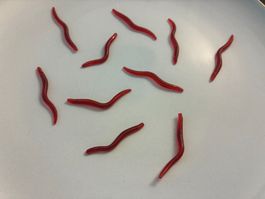 10 Futari San Lagatomo Gummiwürmer - lebensecht - 4 CM - neu