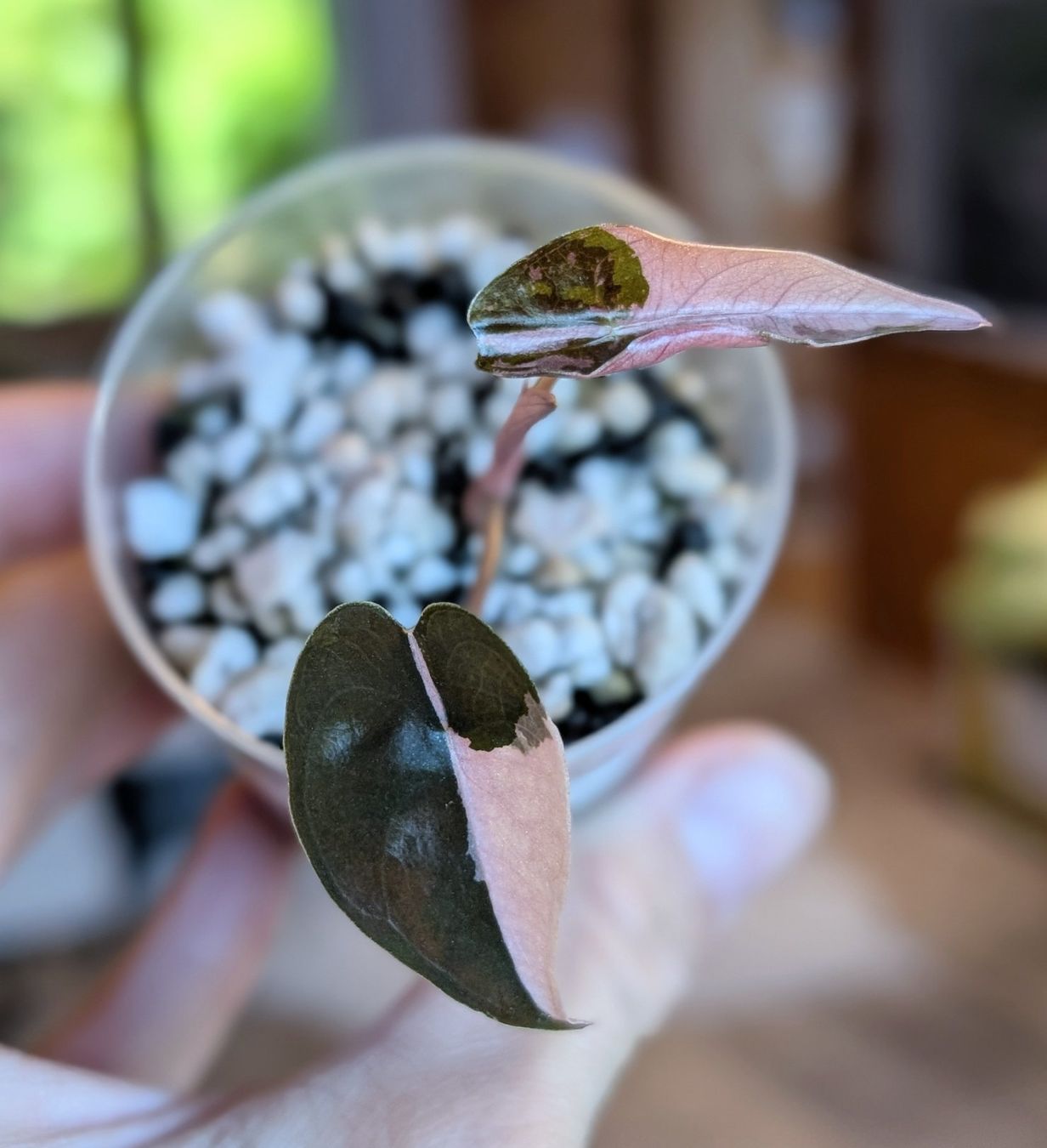 Pflanzen & Samen: Alocasia Chantrieri Pink Variegata – Neu (gemäss Beschreibung) aus Faulensee von plantmama 2