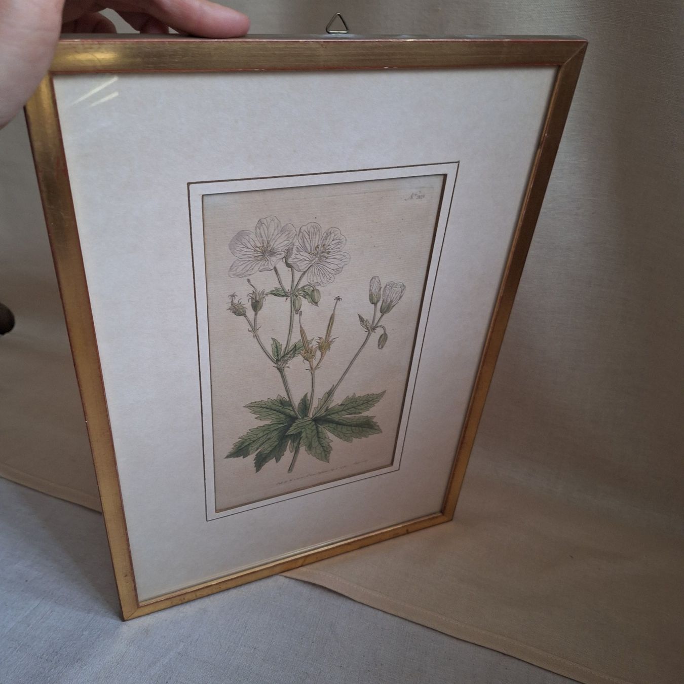 Foto & Immagini: Bild Blume, Botanik, goldfarbener Bilderrahmen – Usato da Winterthur venduto da Goldpipau
